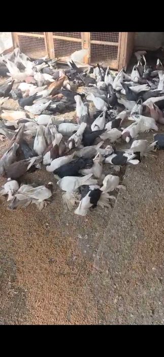 Продам голубей дешево