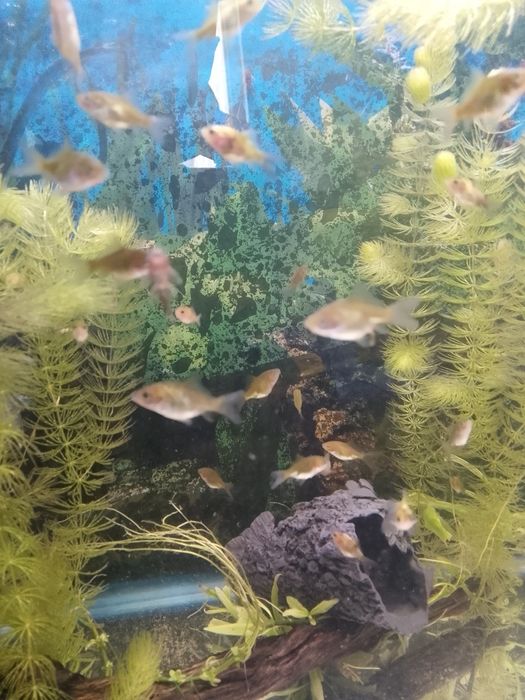 Золотые рыбки мольки 3 см