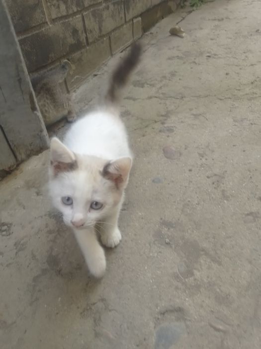 Отдам котят в хорошие руки