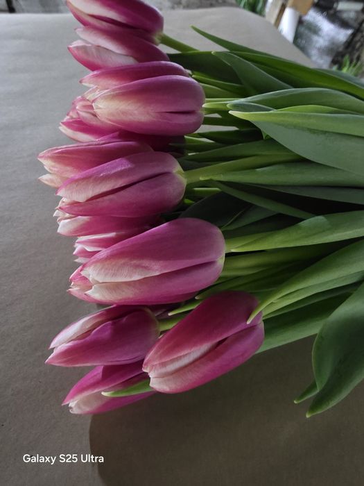 Тюльпаны свежие с теплицы