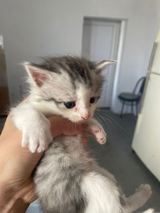 Красивые котята в добрые руки