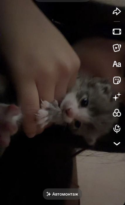 Котёнок вислоухий