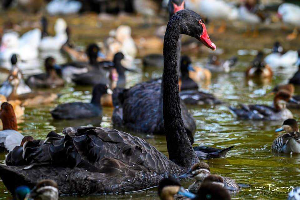 Vând Rațe exotice, de ornament