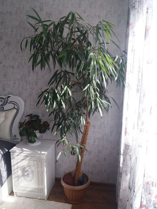 Продаются взрослые растения