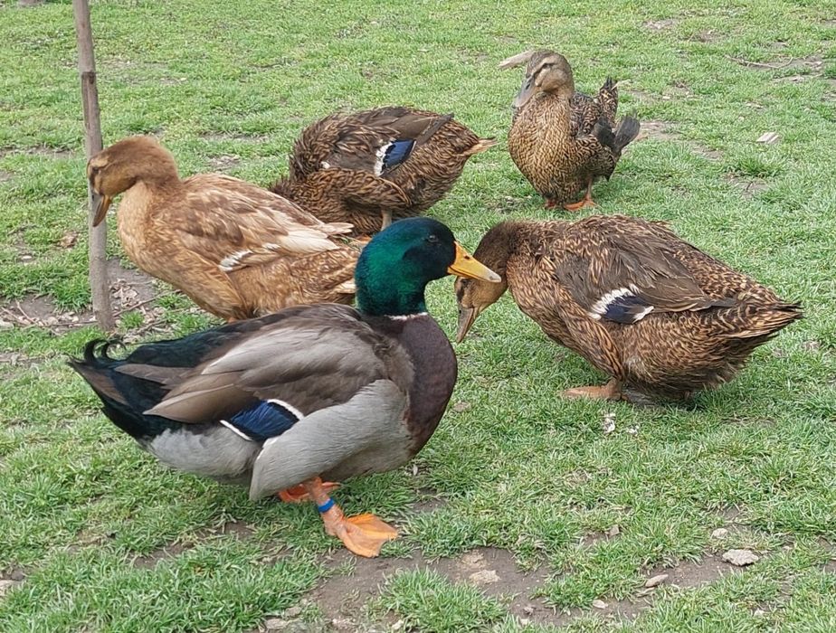 Vind ouă rate rouen