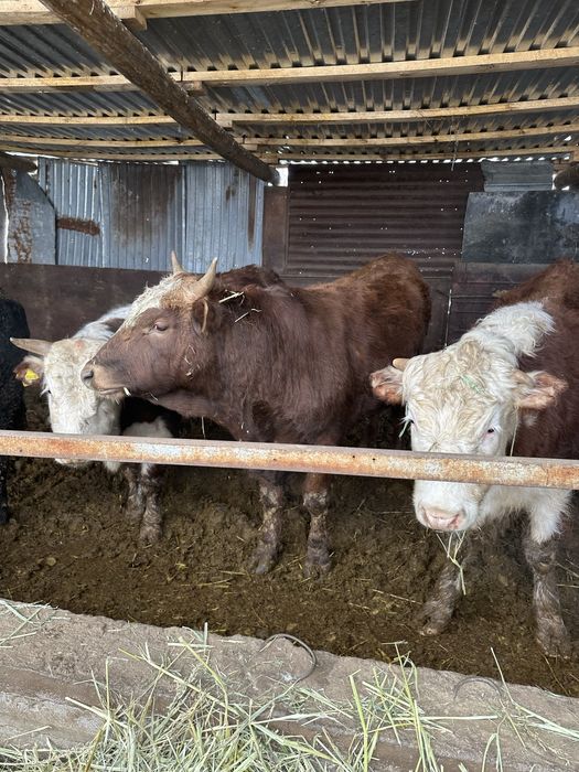 Продаю 6 белоголовых быков