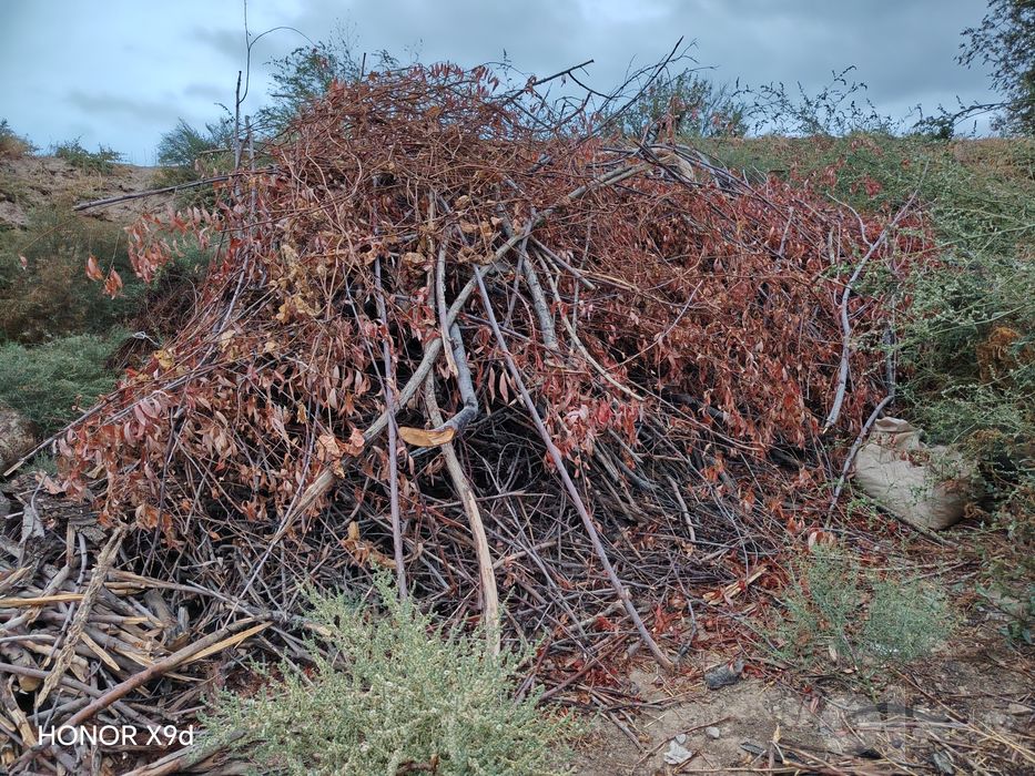 Oʻtin , kundalar sotiladi