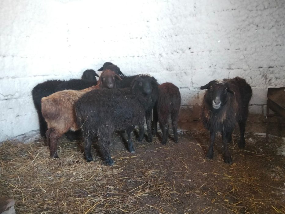 Продам баранов ярочек