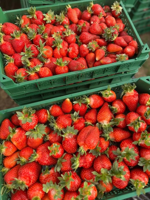 Разсад ягоди,перфектно качество