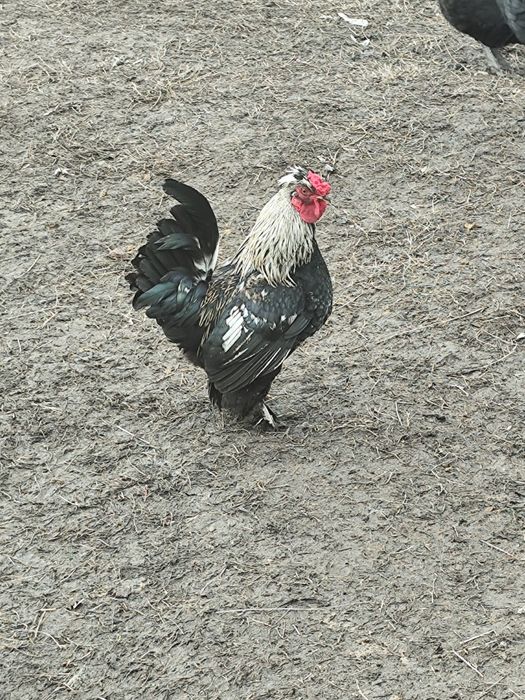 Cocoș pitic caută casa noua