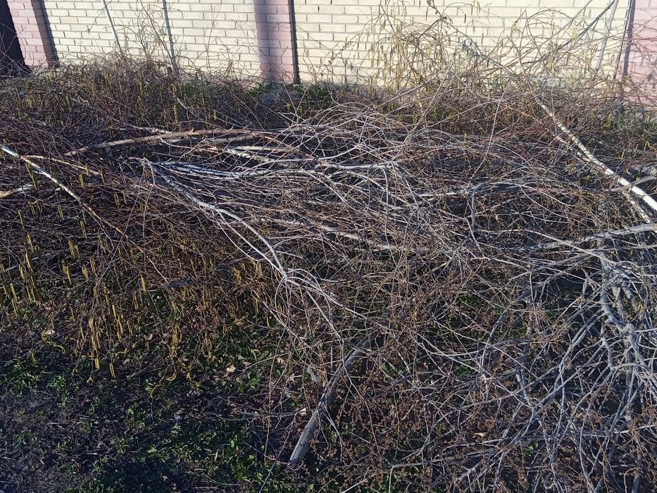 Отдам даром самовывоз на дрова дерево карагач