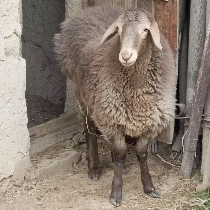 Qoy sotiladi 8 9oyli