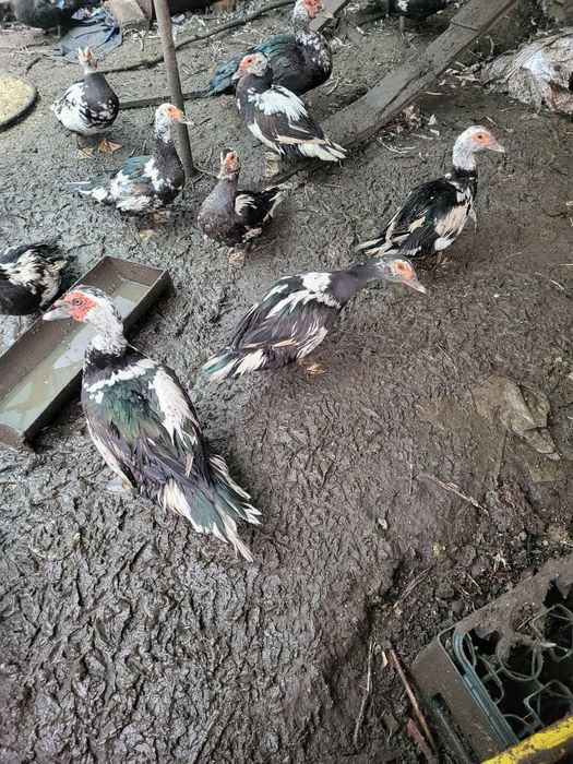 Pasari- rate de vânzare