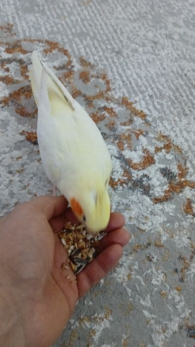 Попугай Корелла,