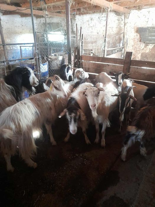 Vand capre,țap si iedițe