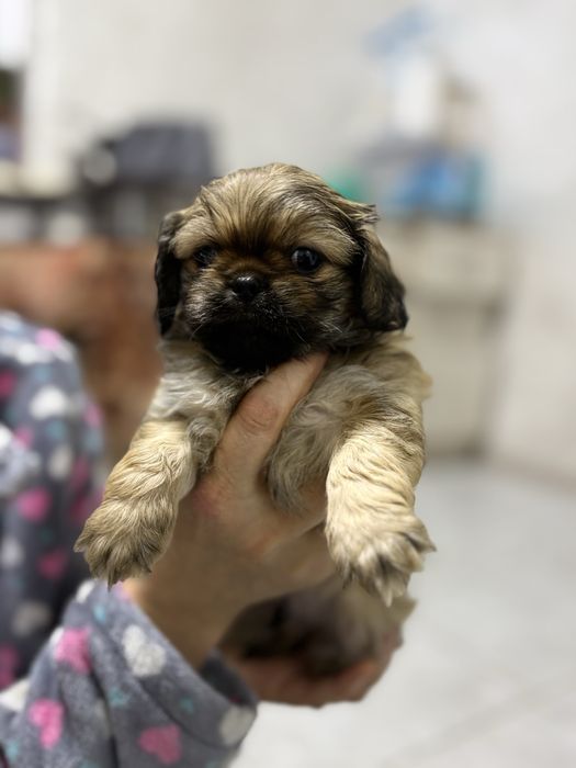 Продаются щенки пикинеса