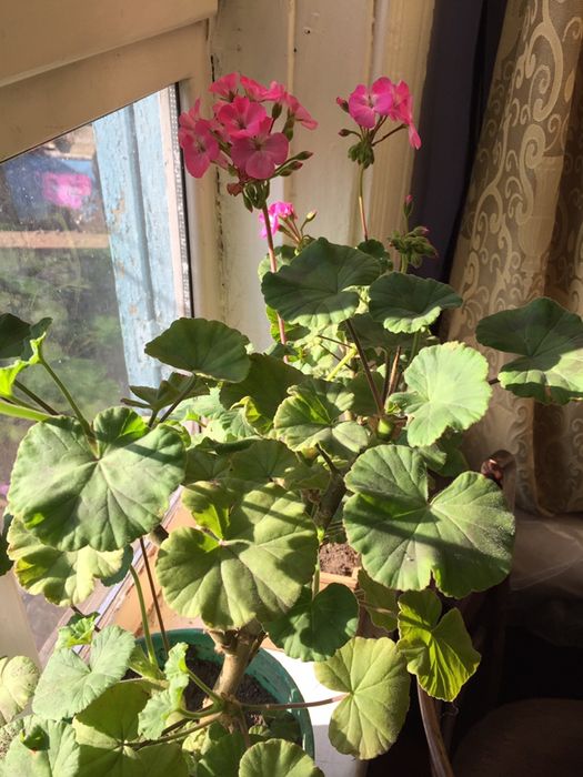 Продам пеларгонию