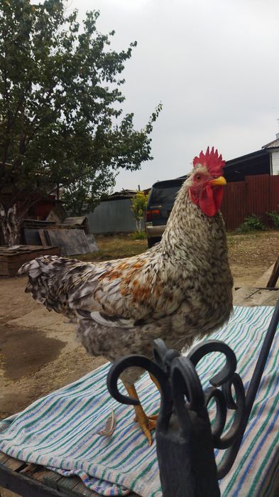 Петух породы Легбар
