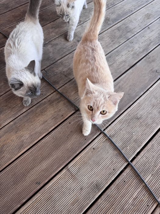 Отдаем котят бесплатно, 6 месяцев