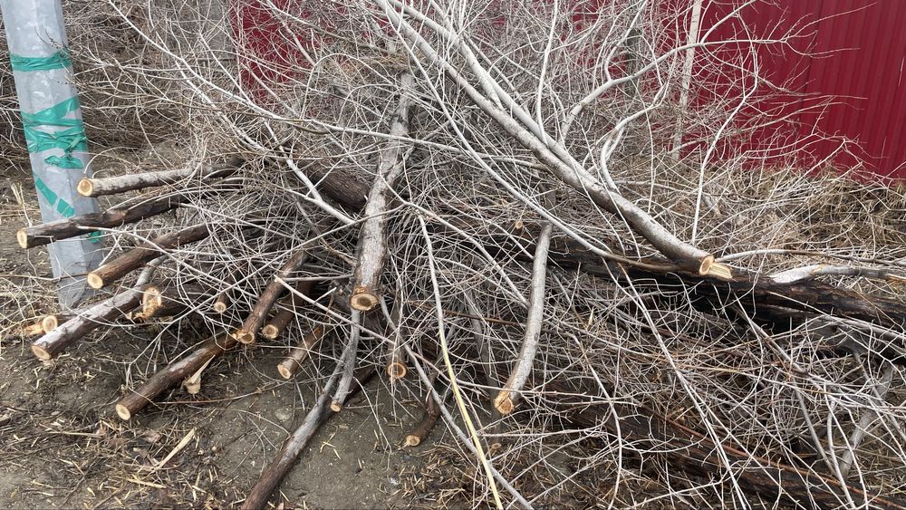 Дрова ағаш караагаш