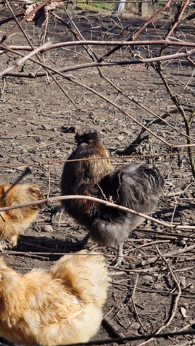 Cocoși Matase Japoneza