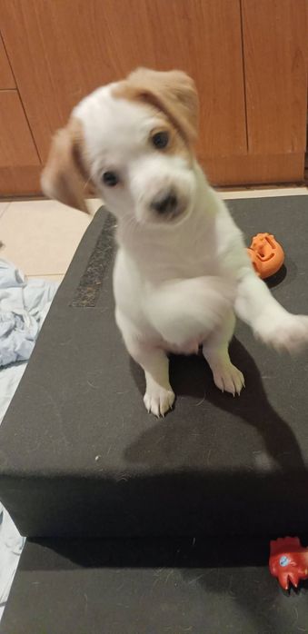 Мъжко кученце, дребна порода