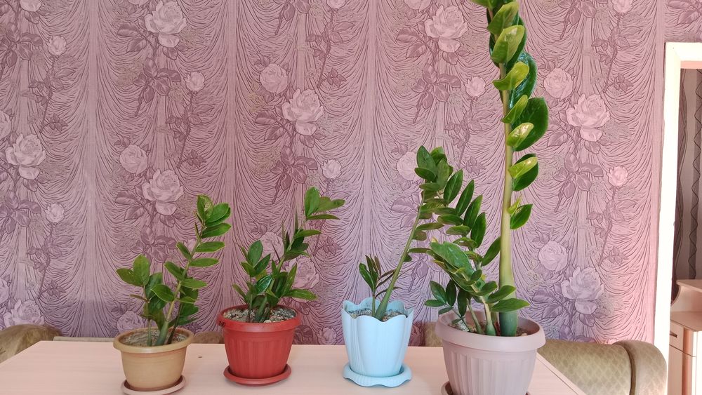 Замиакулькас ,денежное дерево