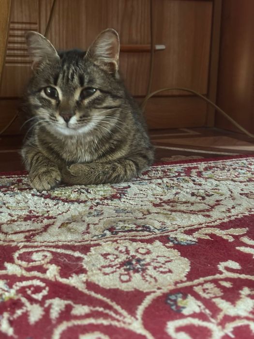 Пристраивается кошечка - читайте описание