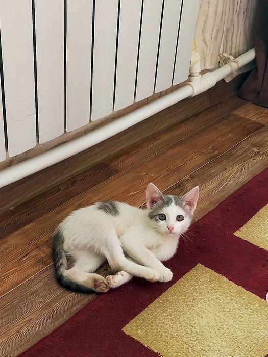 Отдам даром кота