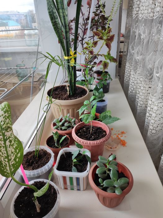 Продам комнатные цветы