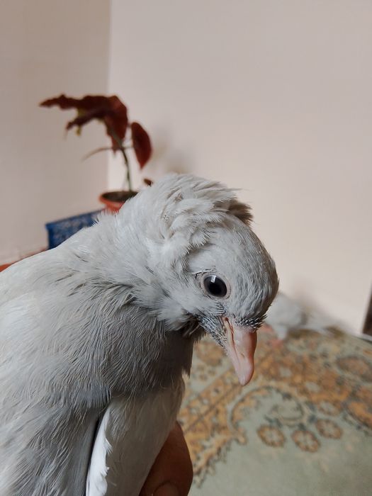 Голуби  бакинцы.пепельные.