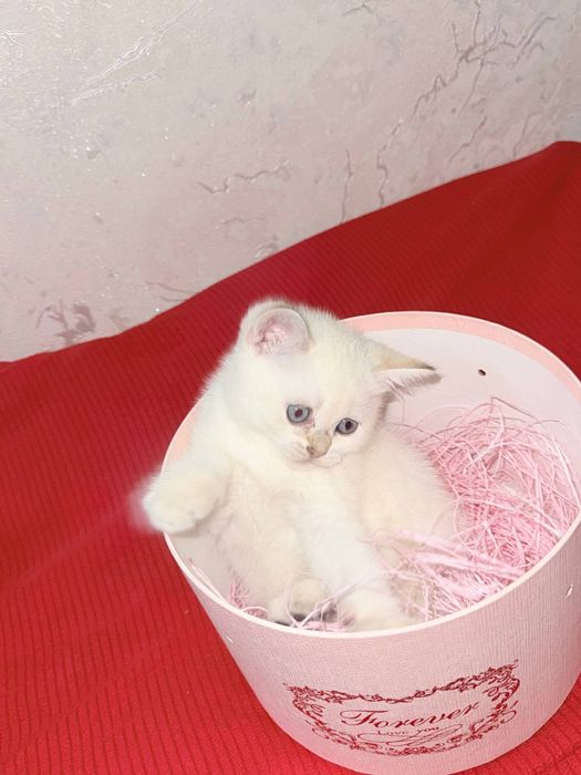 Британский короткошёрстная шиншила