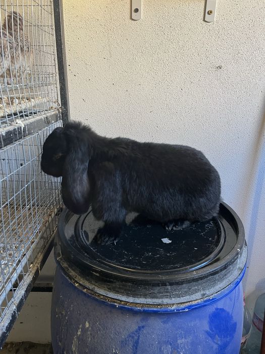 Iepuri berbec german