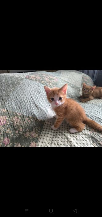Котята 1,5 месяца, рыжие.