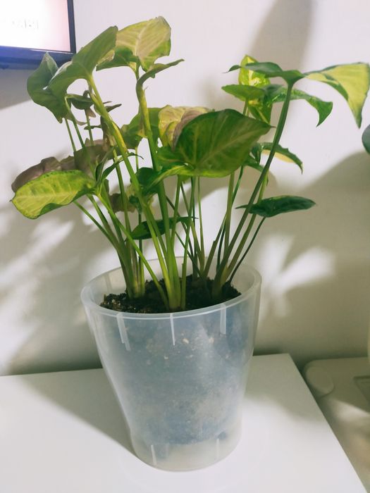 Сингониум гүлдері сатылады