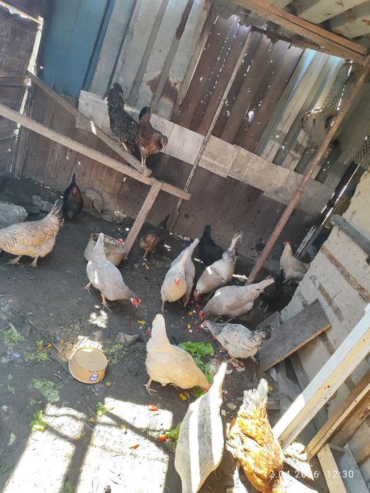 Куры домашняя 20 шт