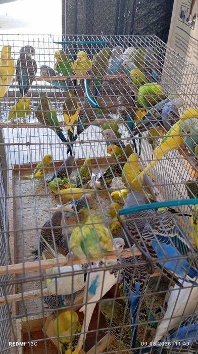 Papugayla sotiladi donasi 80000 mingdan hammasi tayor qiushla