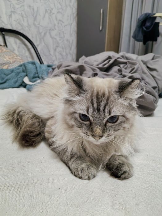 Отдам кошку (Американский Кёрл)