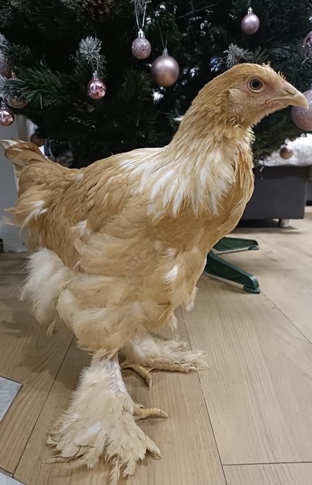 Pui Brahma Splash , Portelan