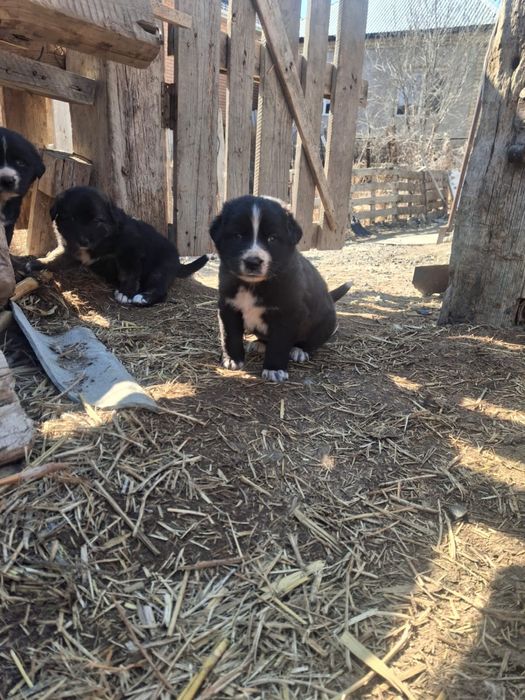 Щенки бесплатно Кушиктер