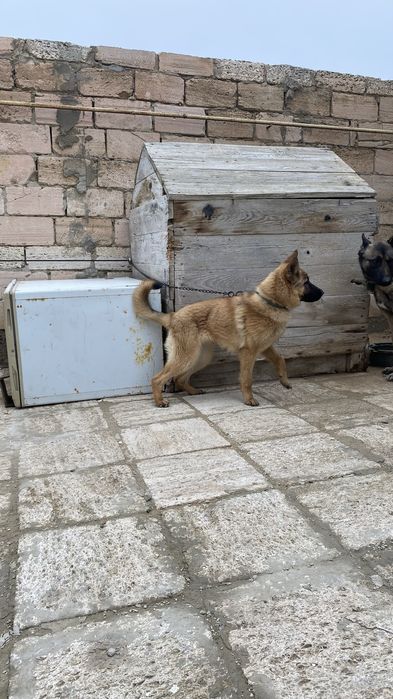 Овчарка күшігі сатылады