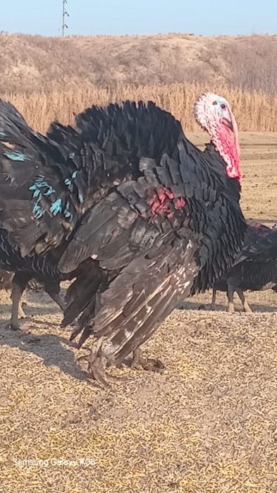 Үндіктер бар мекен қораздар