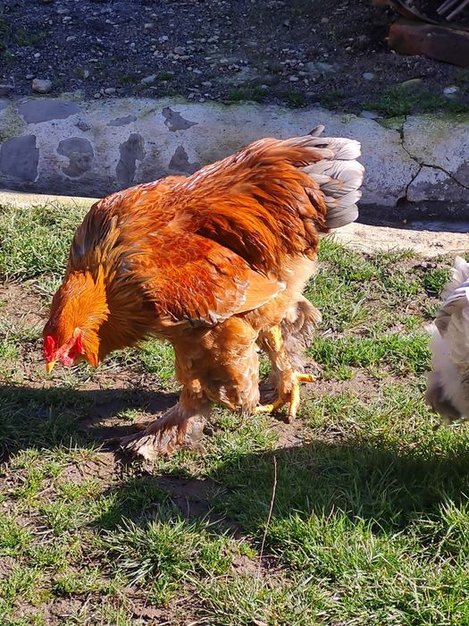 Gaini si cocosi Brahma