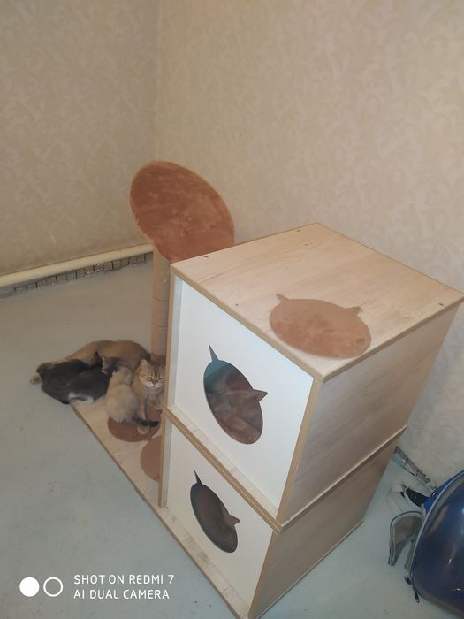 Britanskiy shinshilla sotiladi