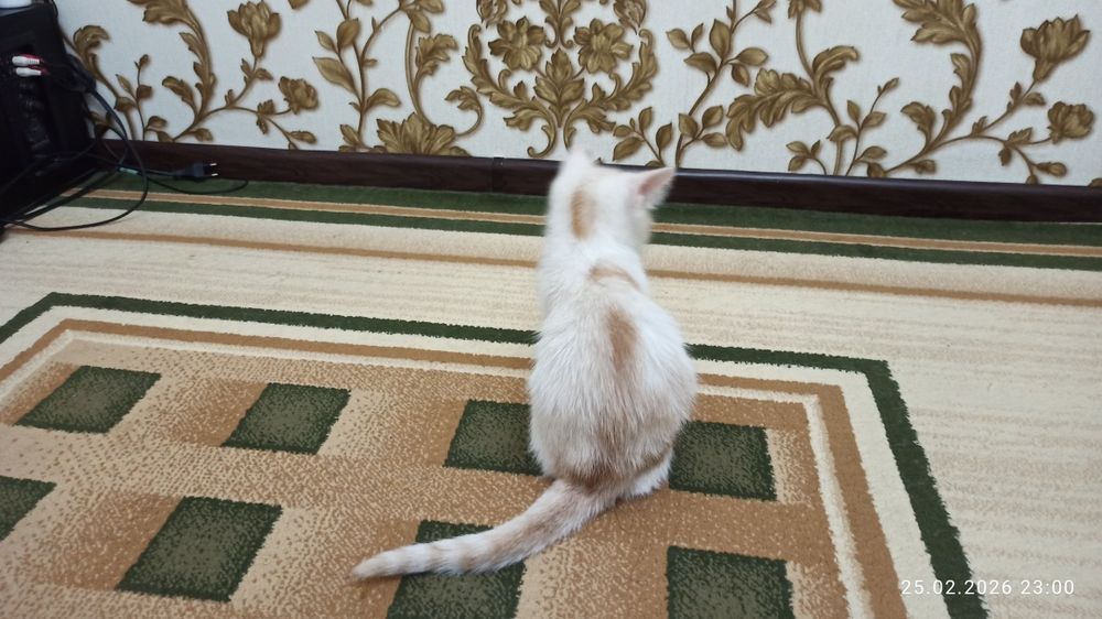 Зотли мушукча, ок-жигарранг