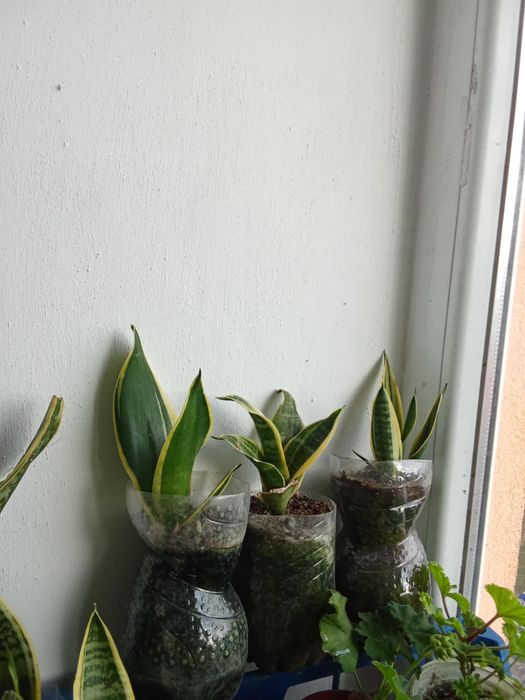 Сансевиера (Змийски меч)