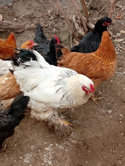 Emma Watson yashirin kamera porno