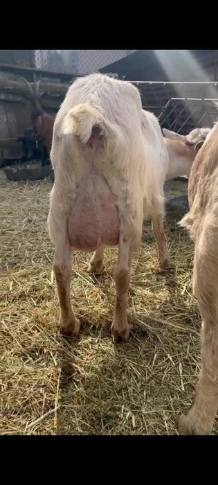 Vând cinci capre de rasa bune de lapte și un țap alpin