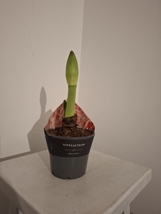 Луковицы амариллиса в горшке