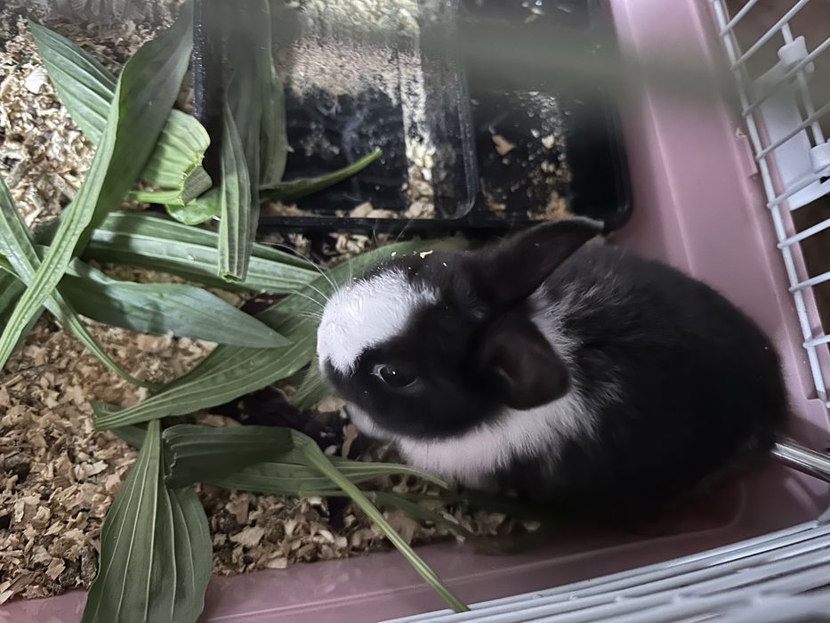 продаётся декоративный кролик к ручной сам приучил ходет по дому споко